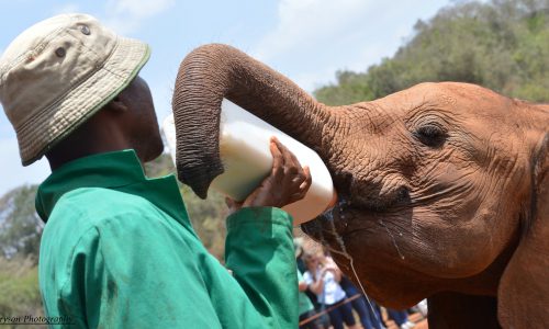 orphaned elephant